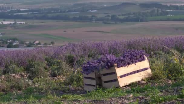 Vendemmia Lavanda Bouquet Mucchio Nella Scatola Raccolta Potatura Asciugatura Dei — Video Stock