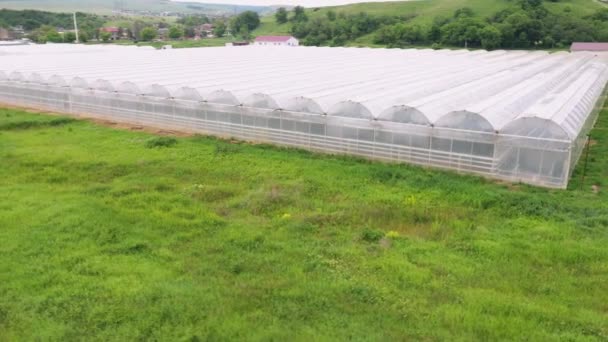 Commerciale Greenhouse Farming Sistemi Agricoli Idroponici — Video Stock