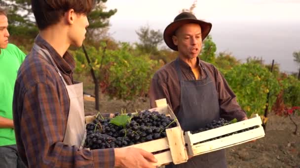 Memetik Anggur Dan Membuat Anggur Kebun Anggur Keluarga Spanyol — Stok Video