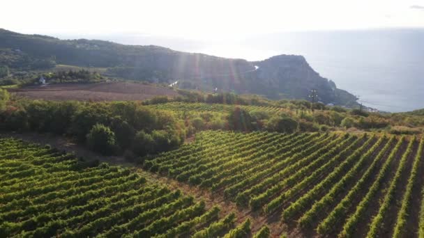 Vin Italie Régions Viticoles Italiennes Vignobles Bord Mer — Video