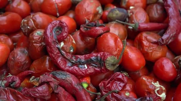 Rådne Forkælede Friske Tomater Madtab Bedriftsniveau Skader Afgrøder Grund Vejr – Stock-video