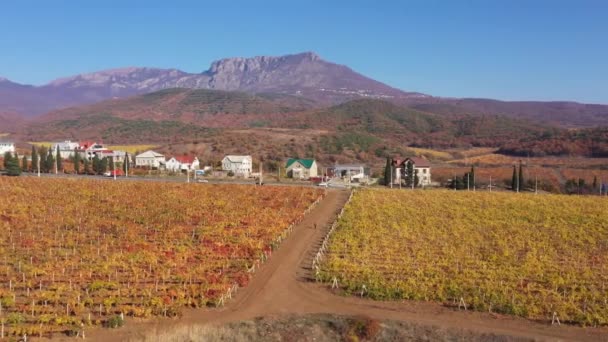 Spanya Nın Şarap Bölgeleri Üzüm Yetiştiren Küçük Bir Aile Çiftliği — Stok video
