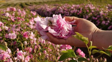 Rose Petal Hasat, elle toplama. Gerekli yağ gülü. Gül Tarlaları ve Çiftlikleri, Bulgar Gül Otto.