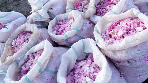Rose petals harvest for perfume. Plantation and field of roses. Rose petals in bags.