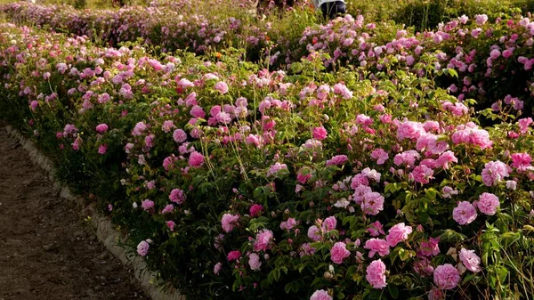 Rose Plantation Extração Óleo Rosa Fotos De Bancos De Imagens