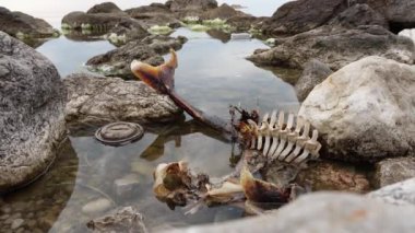 Deniz hayvanlarının ölümü, ölü bir yunus. Plastik kirliliği. Çevre felaketi.