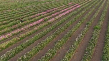 Petrol Taşıyıcı Gül ve Gül Endüstriyel Tarımı