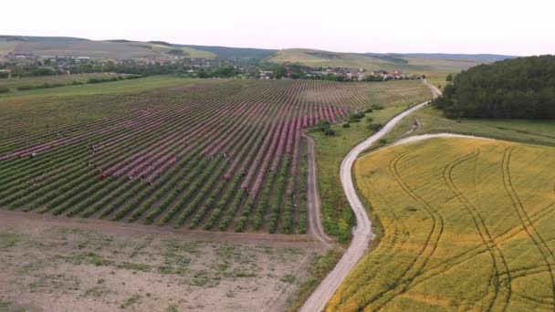 含油玫瑰的产业化栽培 — 图库视频影像