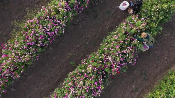 玫瑰种植与玫瑰油提取 — 图库视频影像