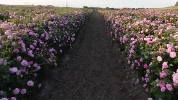 Estrazione Rose Plantation Rose Oil — Video Stock