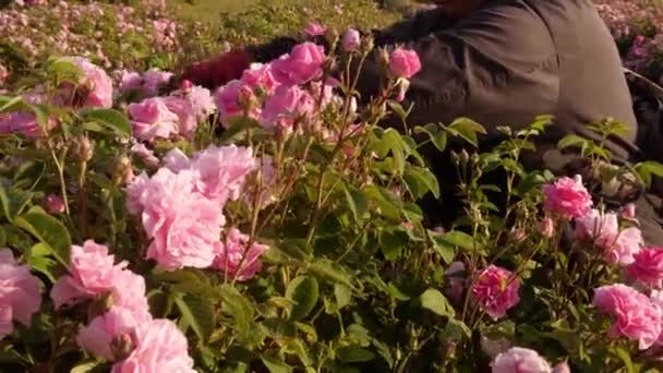 Cueillette Manuelle Des Pétales Une Rose Huile Essentielle — Video