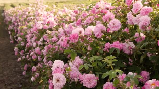Pole Piękne Różowe Róże Róże Uprawiane Plantacjach Produkcji Olejków Eterycznych — Wideo stockowe