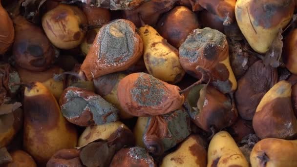Desperdicio Pérdida Alimentos Peras Mohosas Podridas Peras Vendidas Consumidas Cultivos — Vídeos de Stock