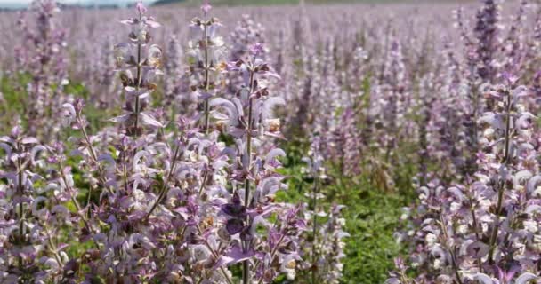 Salvia Skalası Bilge Bilge Bitkinin Bir Bitki Olarak Uzun Bir — Stok video