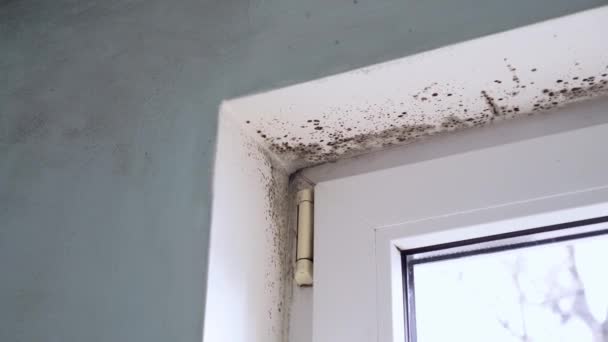 Black Mold Growth Window Frame Condensation Glass Moisture Mold Problems — Stock Video