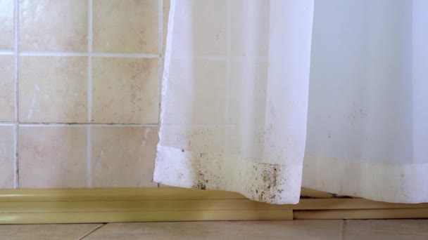 Mildew Curtains Toxic Black Mold High Levels Moisture Kitchen Bathrooms — Stockvideo