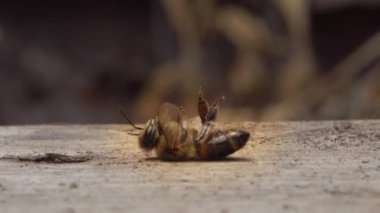 The bee is dying. A dead bee macro. The death of honey bees and environmental pollution by pesticides. Beekeeping or apiculture. High quality 4k footage