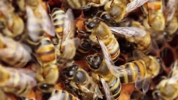 Honey Bee Farm Sel Lilin Koloni Lebah Madu Sarang Lebah — Stok Video