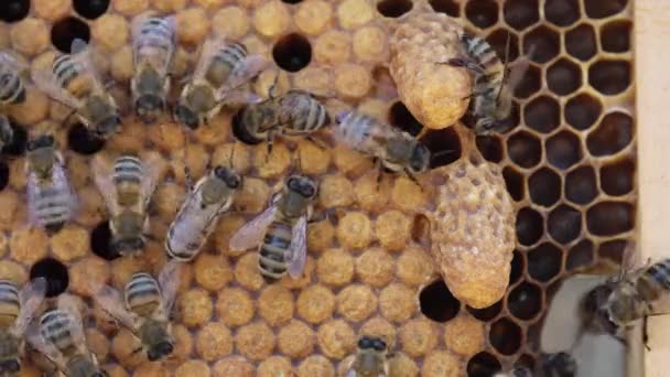 Queen Cell Close Beekeeping Queen Bee Swarm Supercedure Cells High — Vídeo de stock