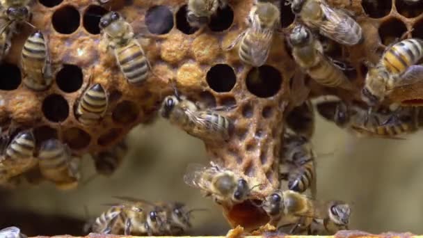 Buňka Královny Uzavírá Včelstvech Včelařství Královna Včel Roj Nebo Supercedrové — Stock video