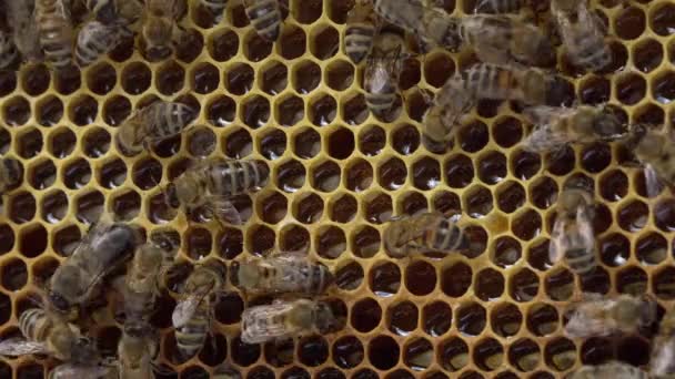 Cariño Panal Cerca Néctar Fresco Apicultura Ecológica Honey Bee Farm — Vídeos de Stock