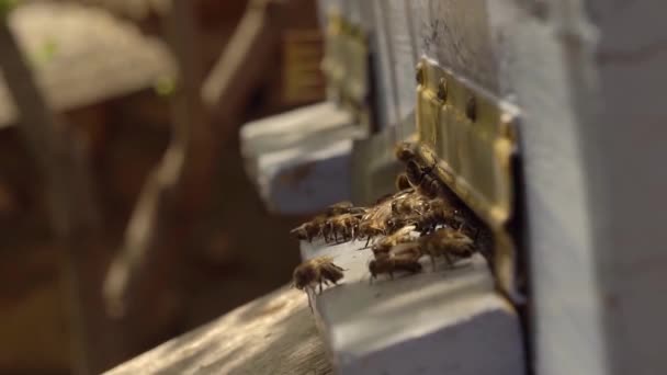 Bees Carry Fresh Nectar Flower Pollen Hive High Quality Fullhd — Stock videók