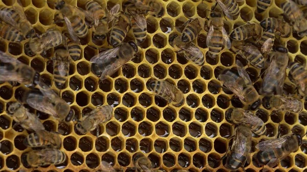The bees store nectar in honeycomb cells made of wax. The honey is still a bit wet, so they fan it with their wings to make it dry out and become more sticky. High quality photo