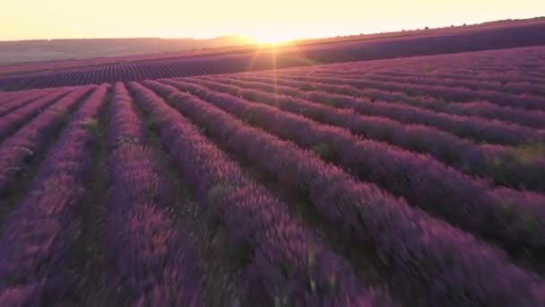 Pola Lawendowe Ziołowa Farma Latający Dron Piękne Fioletowe Kwiaty Zachodzie — Wideo stockowe