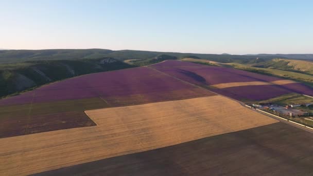 Lavender Field Aerial View Industrial Cultivation Lavender Production Essential Oil — Stockvideo
