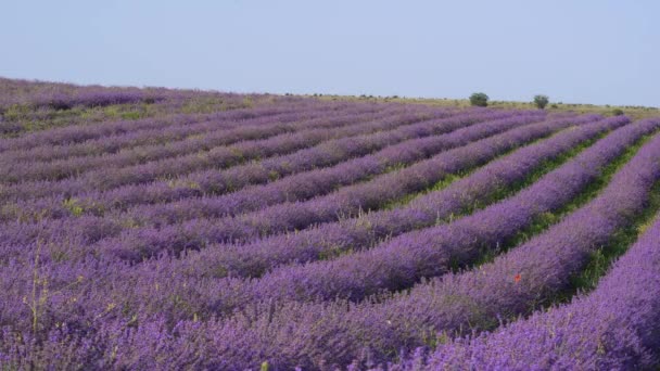 Organic Lavender Farm Growing Industry Lavender Lavender Commercially Grown Harvesting — стоковое видео