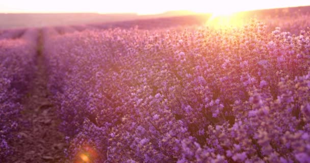 Pole Lawendy Piękne Fioletowe Kwiaty Zachodzie Słońca Farma Lawendowa Wysokiej — Wideo stockowe