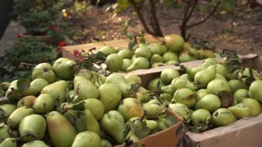 Armut toplama. Meyve bahçesinde çalışan bir çiftçi. Tahta kutu ve meyve hasadı. Tarım endüstrisi, hasat. Yüksek kaliteli FullHD görüntüler