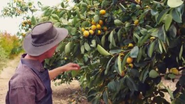 Bahçedeki portakal ağaçlı çiftçi. Organik yetişen meyveler, elmalar, armutlar, şeftaliler, erikler, turuncular. Küçük aile tarım işi, tarım. Yüksek kalite 4k görüntü