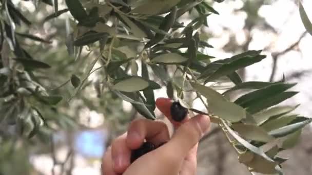 Olívakert Extra Szűz Olívaolaj Előállításához Spanyolországban Kiváló Minőségű Felvételek — Stock videók