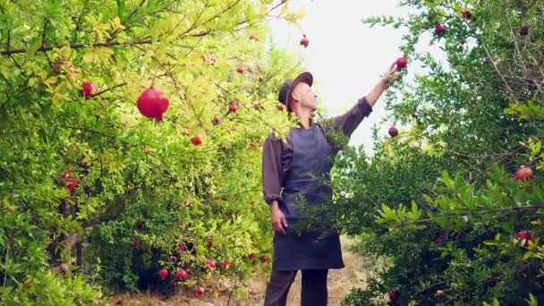 Pomegranate Fruit Harvest Pomegranate Garden Ripe Red Pomegranate Tree Branch — Αρχείο Βίντεο