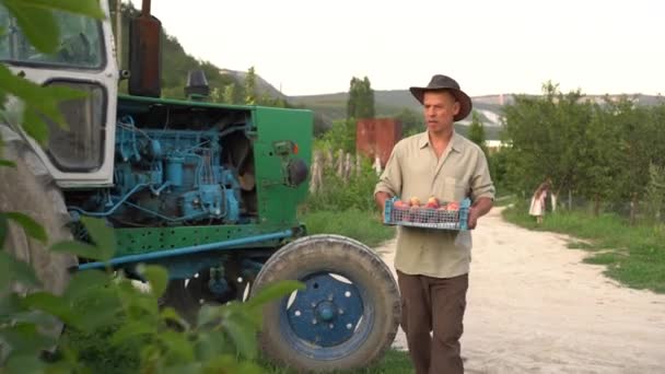 Homem Numa Quinta Com Uma Caixa Fruta Agricultor Apanhar Pêssegos — Vídeo de Stock