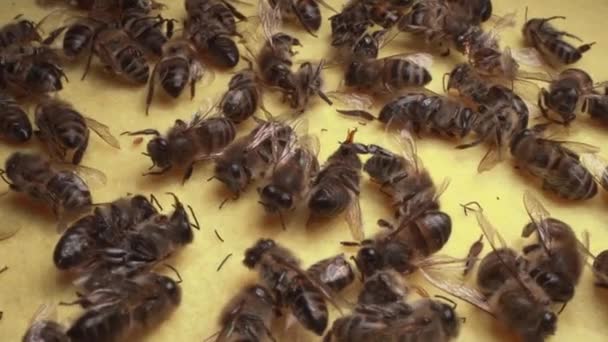 Мертві Бджоли Крупним Планом Смерть Медоносних Бджіл Забруднення Навколишнього Середовища — стокове відео