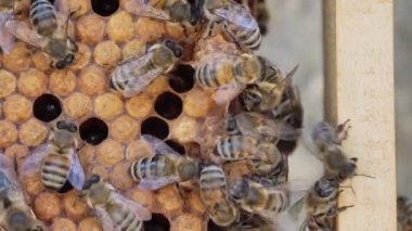 Beekeeping. Honey Bee colonies, swarm cell or a supercedure cell. High quality 4k footage