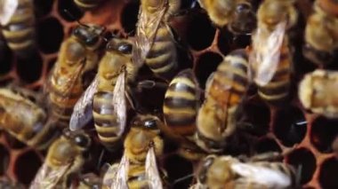 Honeybees on their honeycomb close up views. A honey bee colony, beehive, beekeeping. High quality 4k footage
