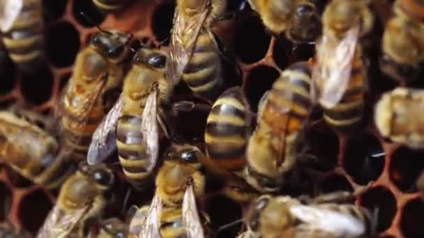 Honeybees Honeycomb Close Views Honey Bee Colony Beehive Beekeeping High — Vídeo de stock