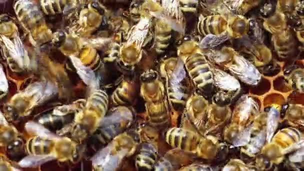 Queen Cell Close Bee Colonies Beekeeping Queen Bee Swarm Supercedure — Vídeo de Stock