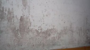 Binadaki küf büyümesi. Tavanda, duvarlarda ve perdelerde siyah küf sporları