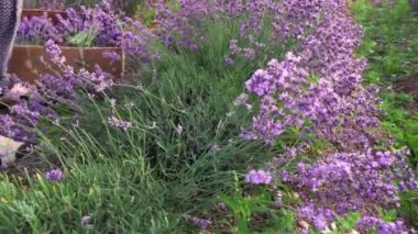 Farmer cuts lavender flowers with a sickle. Harvesting lavender flowers to form bouquets of dried flowers. High quality 4k footage
