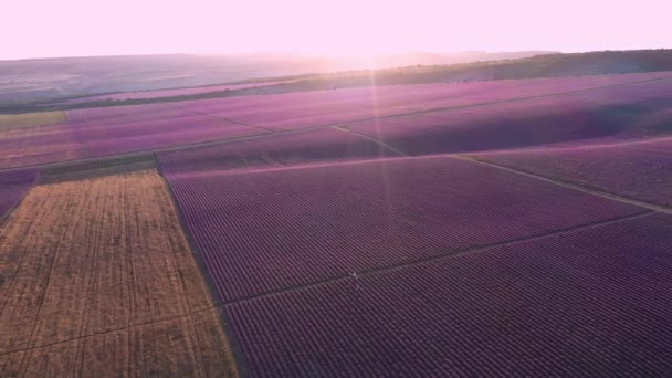 史诗般的无人机在法国农村的薰衣草田日出或日落时从鸟类的角度拍摄 美丽的旅游旅游目的地 激发流浪的瞬间 — 图库视频影像