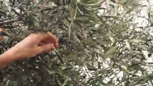 Olive Fields Production Extra Virgin Olive Oil Greece High Quality — Stockvideo