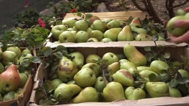 Fruit farming, growing of fruit crops. Farmer harvests ripe pears in boxes. High quality FullHD footage