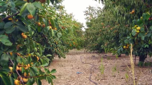 Ripe Persimmon Fruits Trees Orchard High Quality Footage — Wideo stockowe