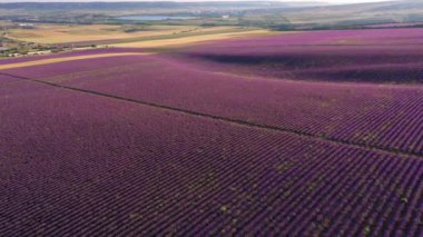 Lavender fields, industrial cultivation for the production of essential oil. Aerial Video Footage with Drone. High quality 4k footage