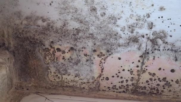 一幢公寓楼内墙壁上黑色模子的生长 室内湿气和霉菌的出现 黑色的真菌 高质量的4K镜头 — 图库视频影像