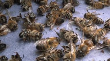 Koloni çöküş bozukluğu. Varroa akarları ile sorun. Yüksek kaliteli FullHD görüntüler